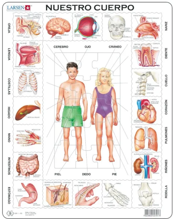 Puzzle Cadre - Nuestro Cuerpo (en Espagnol)