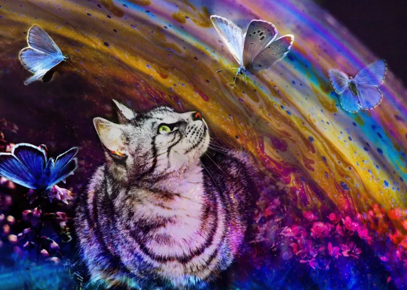 Le Chat et l'Arc-en-Ciel