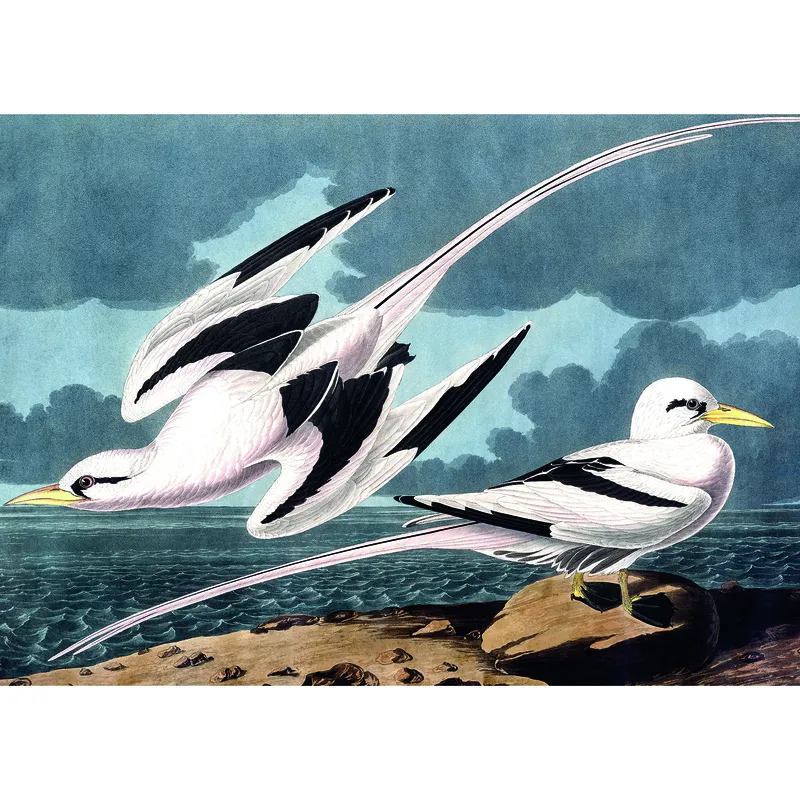 Mouettes