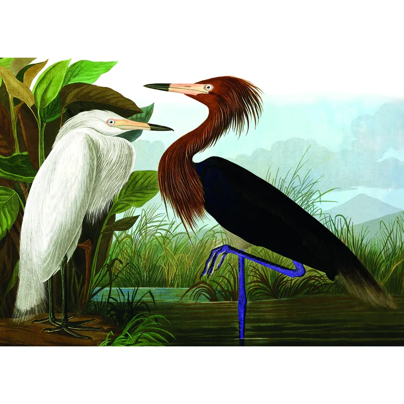 Herons