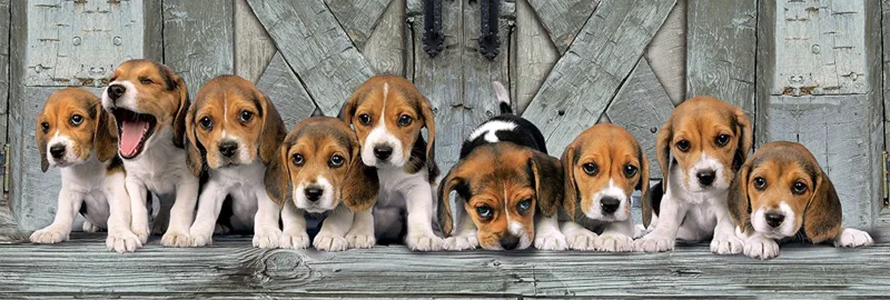 Les Beagles