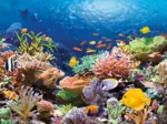 Récif de Corail