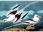 Mouettes