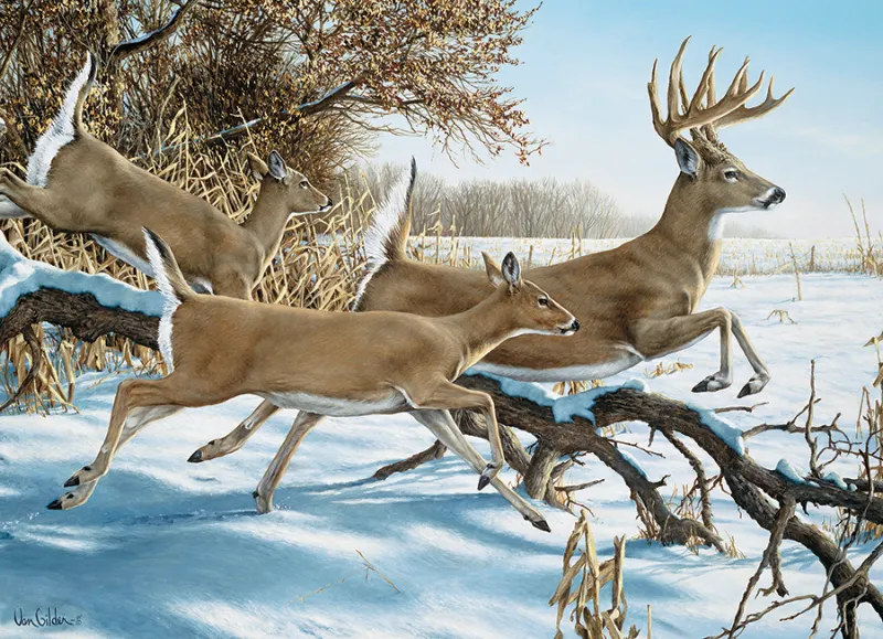 upture de couverture