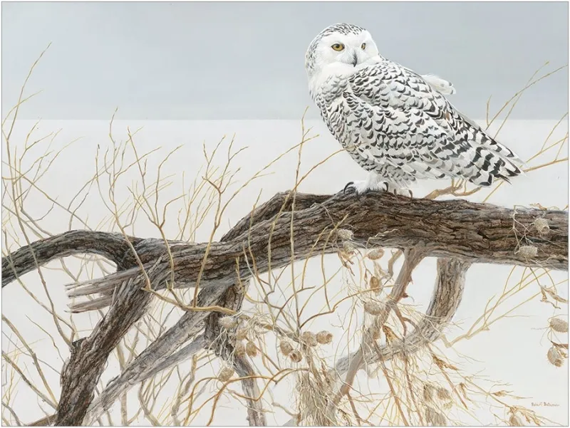 Pièces XXL - Fallen Willow Snowy Owl