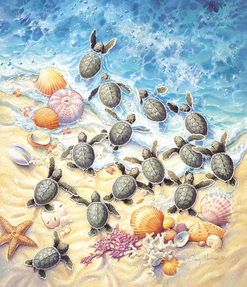 Sherry Vintson - Green Turtle Hatchlings