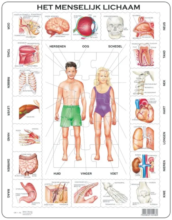 Puzzle Cadre - Het Menselijk Lichaam (en Hollandais)