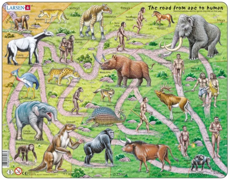 Puzzle Cadre - The Road From Ape to Human (en Anglais)