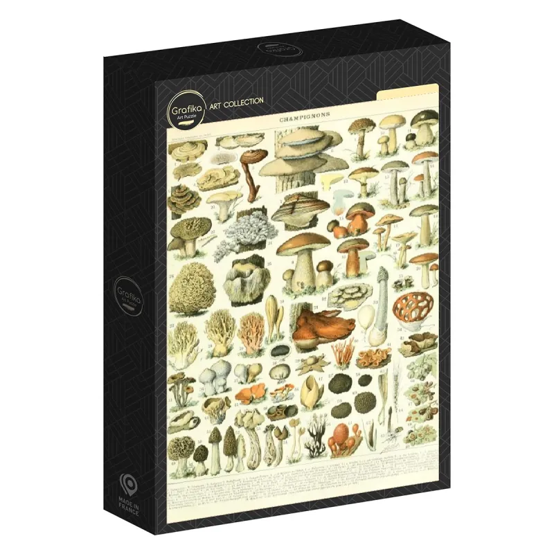 Illustration du Larousse : Champignons, XIXè Siècle