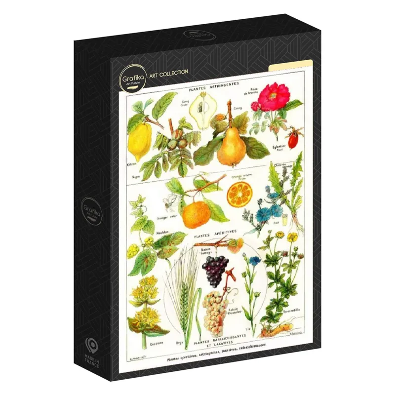 Illustration du Larousse Medical Illustré : Plantes Astringentes et Apéritives, 1912