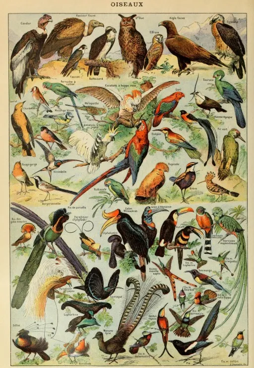 Illustration du Larousse pour Tous : Oiseaux, XIXè Siècle