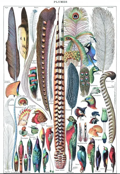 Illustration du Larousse pour Tous : Plumes, 1907-1910