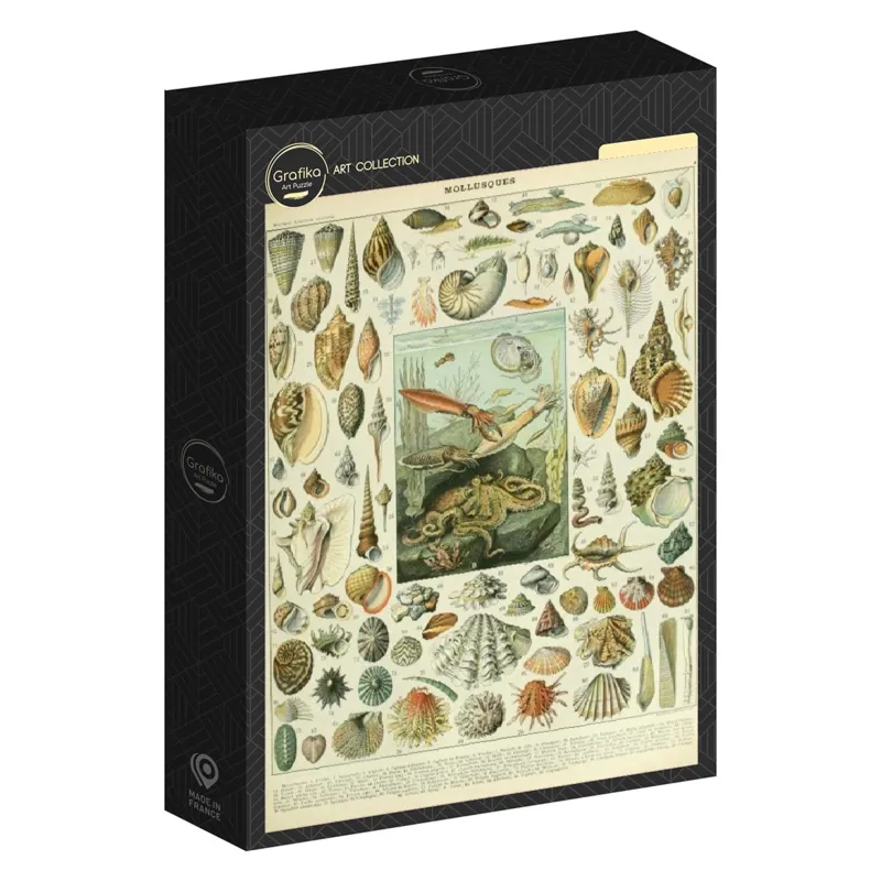 Illustration du Nouveau Larousse Illustré : Mollusques, XIXè Siècle