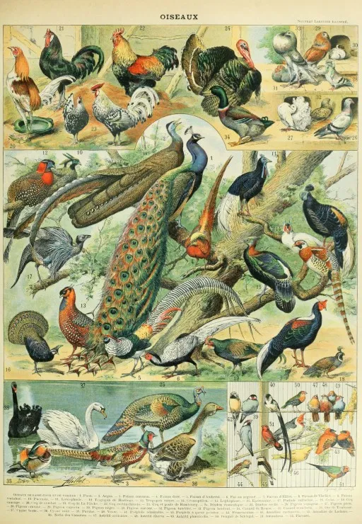 Illustration du Nouveau Larousse Illustré : Oiseaux, XIXè Siècle