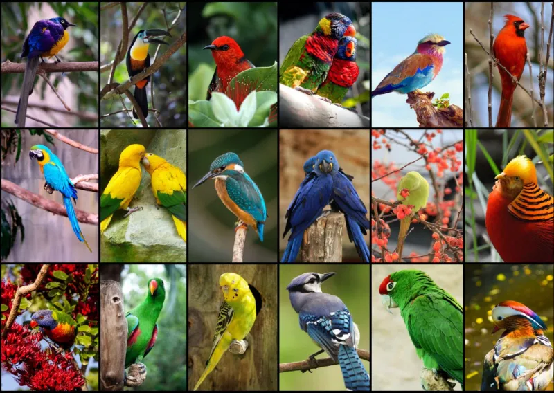 Collage - Oiseaux Colorés