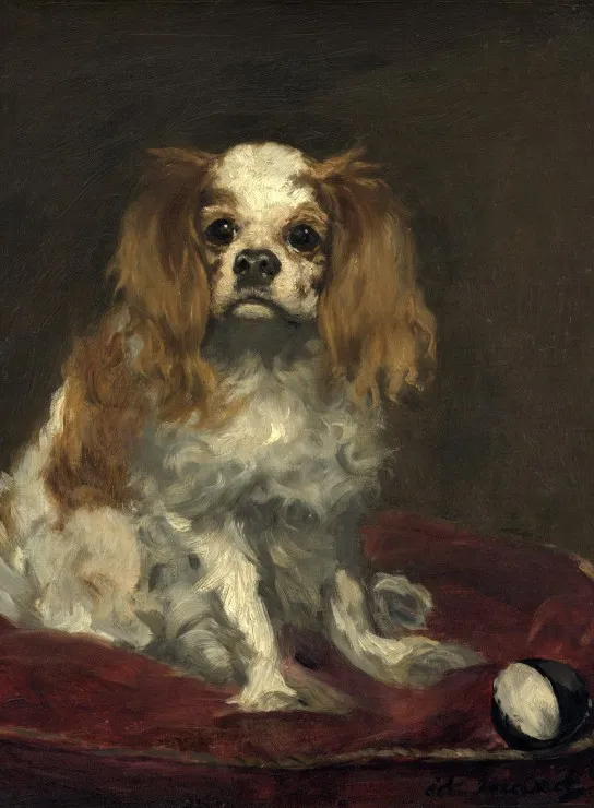 Edouard Manet : Un Cavalier King Charles Spaniel, 1866