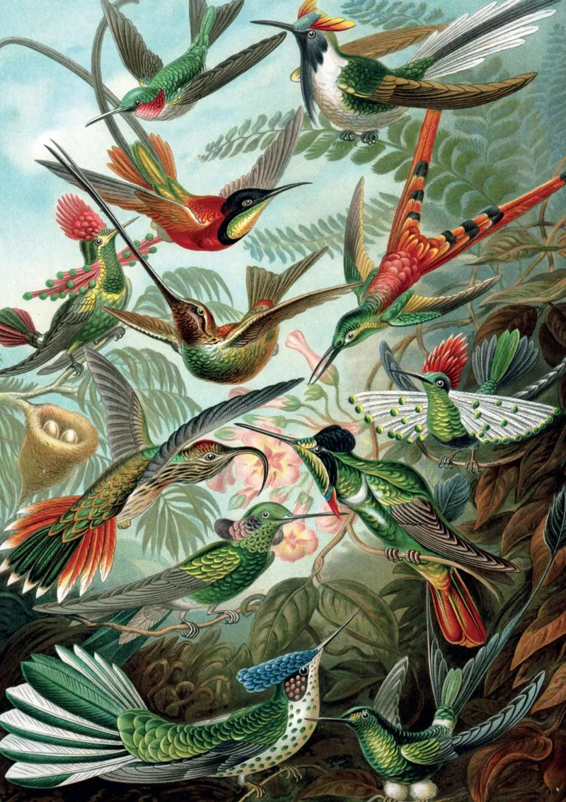 HAECKEL - COLIBRIS