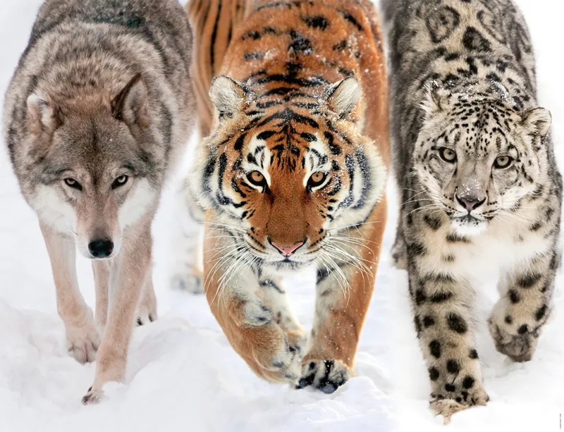 En Terre Sauvage
