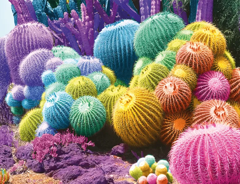 Arc-en-Ciel de Cactus