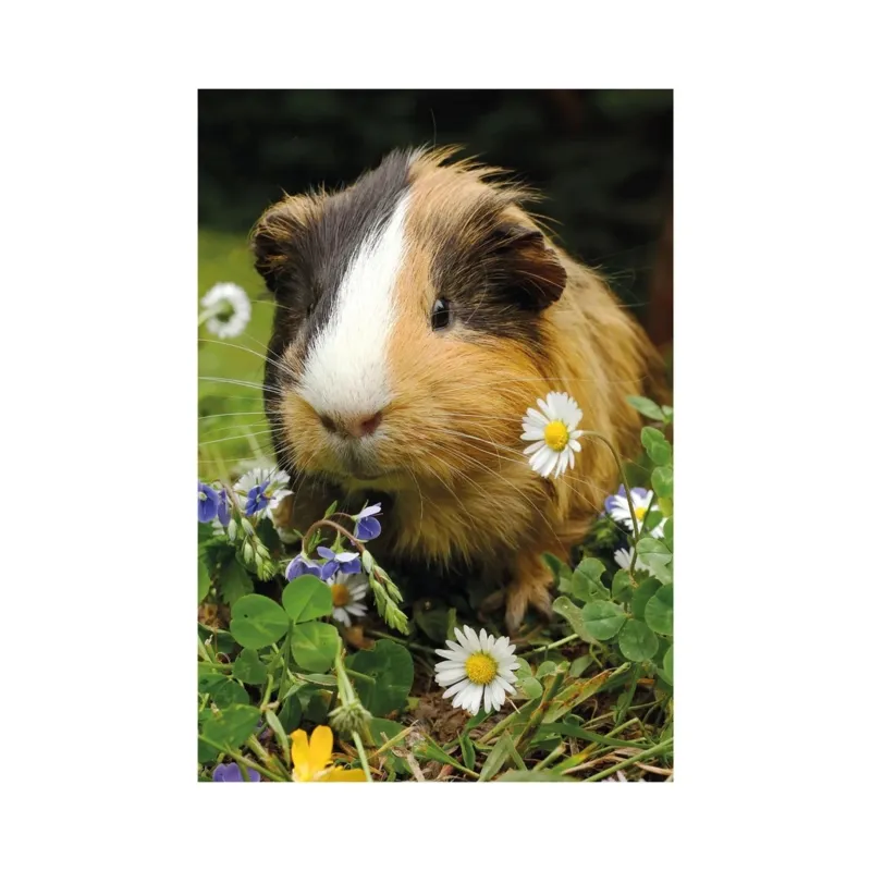 2 Puzzles - Lapin et Cochon d'Inde