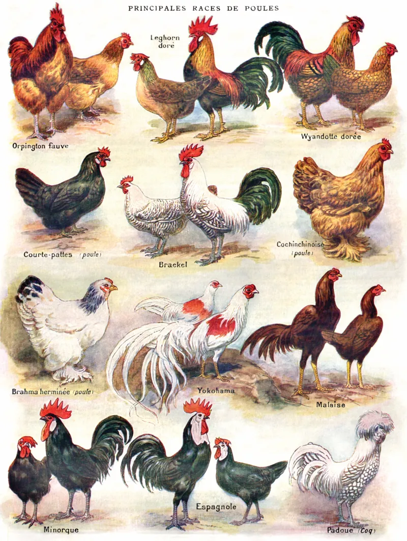 Pièces XXL - Poules - Poultry
