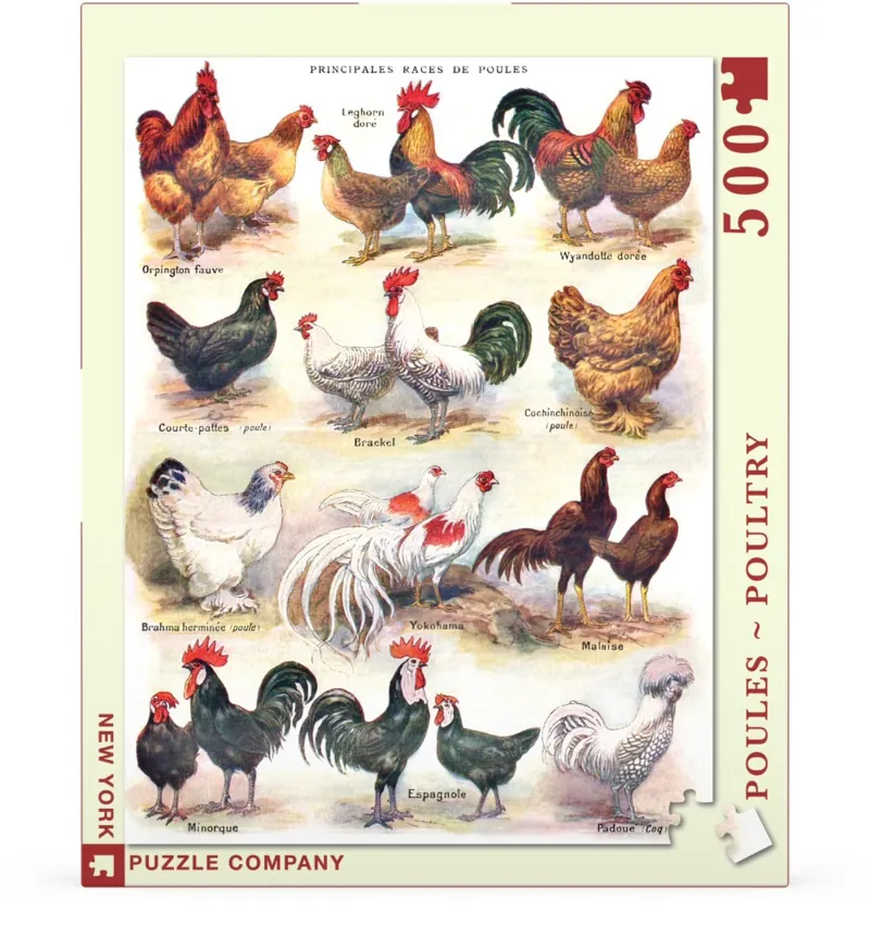 Pièces XXL - Poules - Poultry