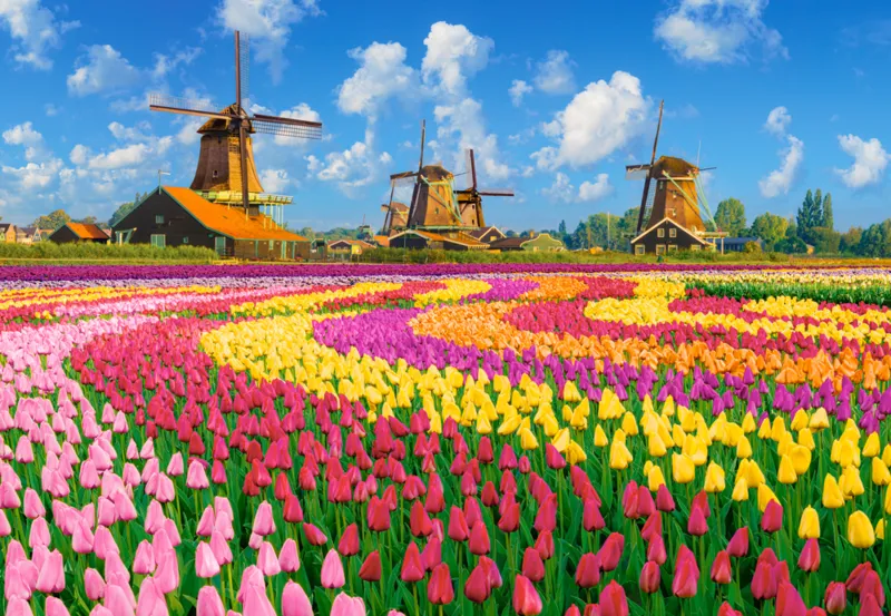 Les Moulins Parmis les Tulipes