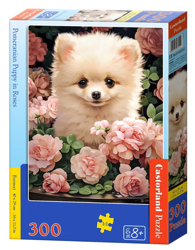 Chiot Spitz Nain dans les Roses