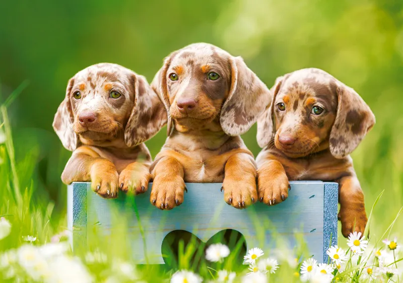 Mignons Chiots
