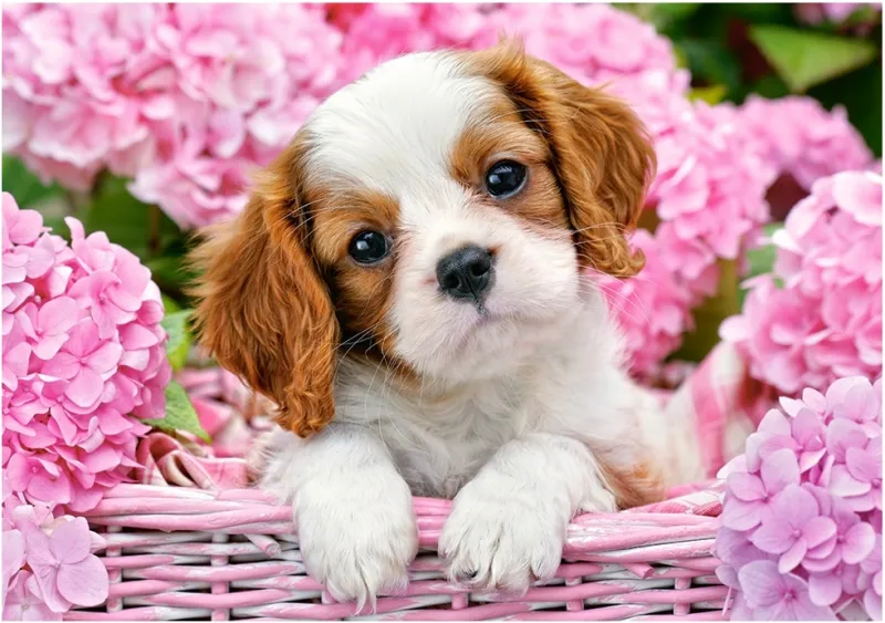 Chiot en Fleurs Roses