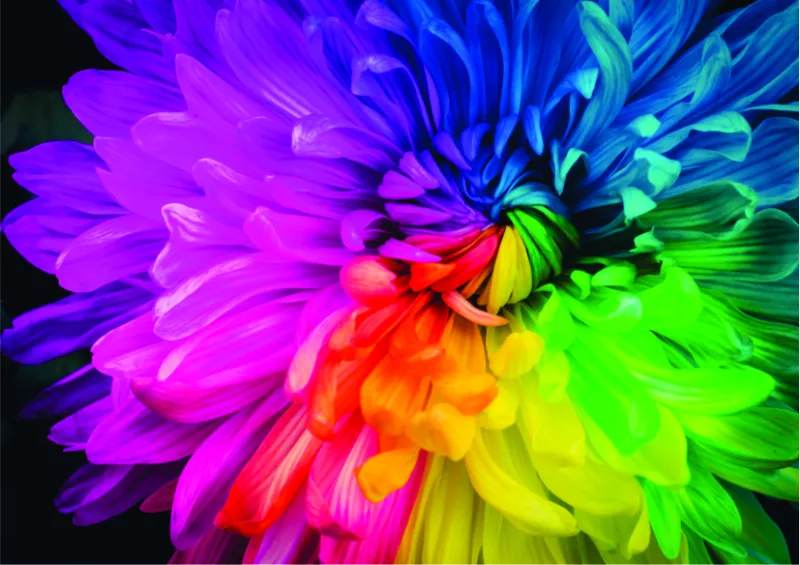 Rainbow Flower