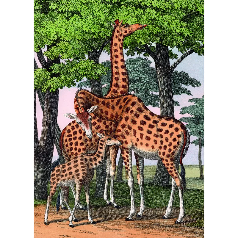 Girafes