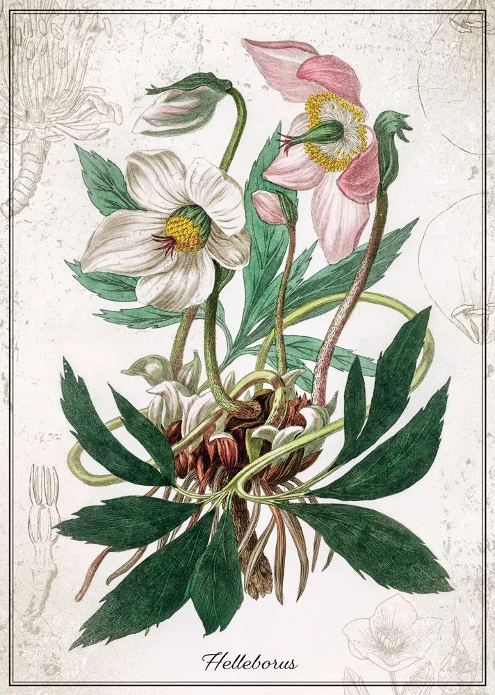 Botanic Collection - Helleborus