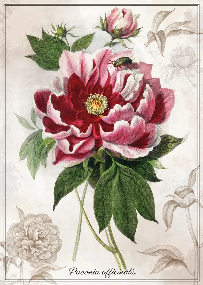 Botanic Collection - Pivoine