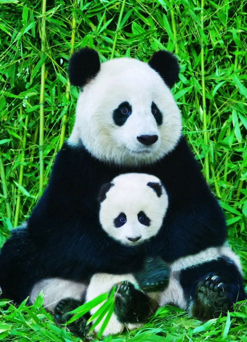 La Famille Panda