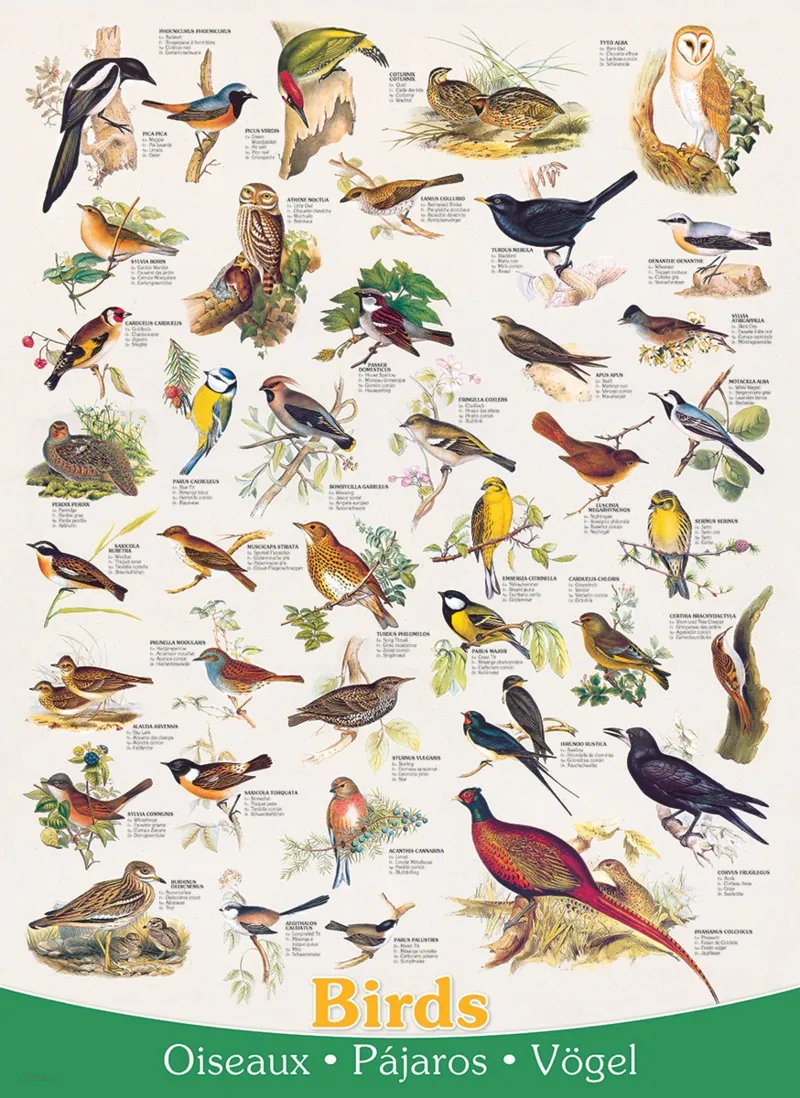 Affiche sur les Oiseaux