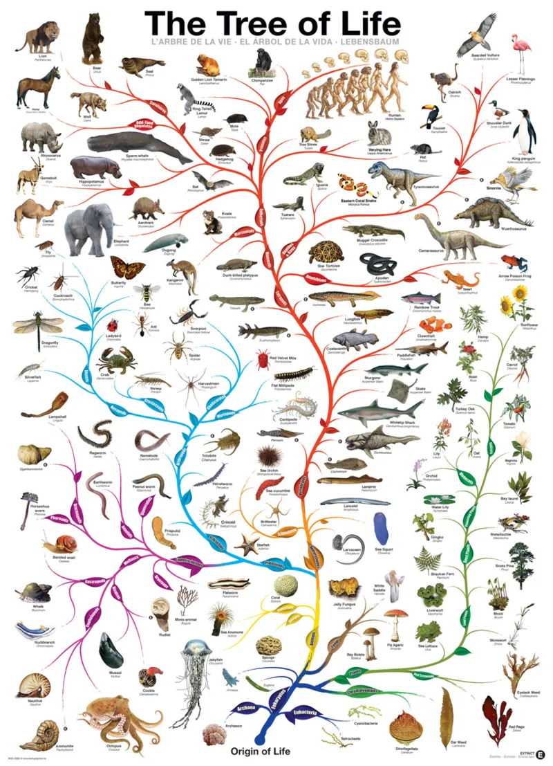 L'évolution - l'arbre de vie