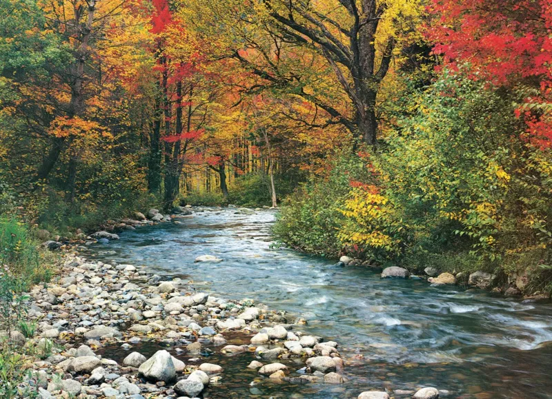 Cours d'eau dans la Forêt