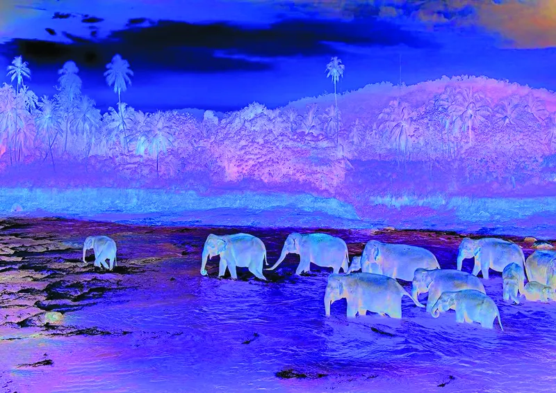 Save our Planet Collection - Forêt Tropicale