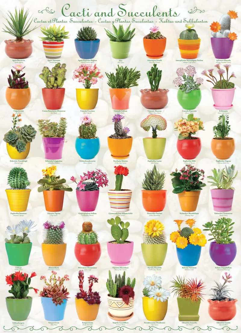 Cactus et Plantes Succulentes