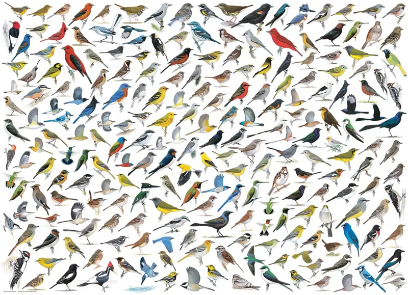Le Monde des Oiseaux