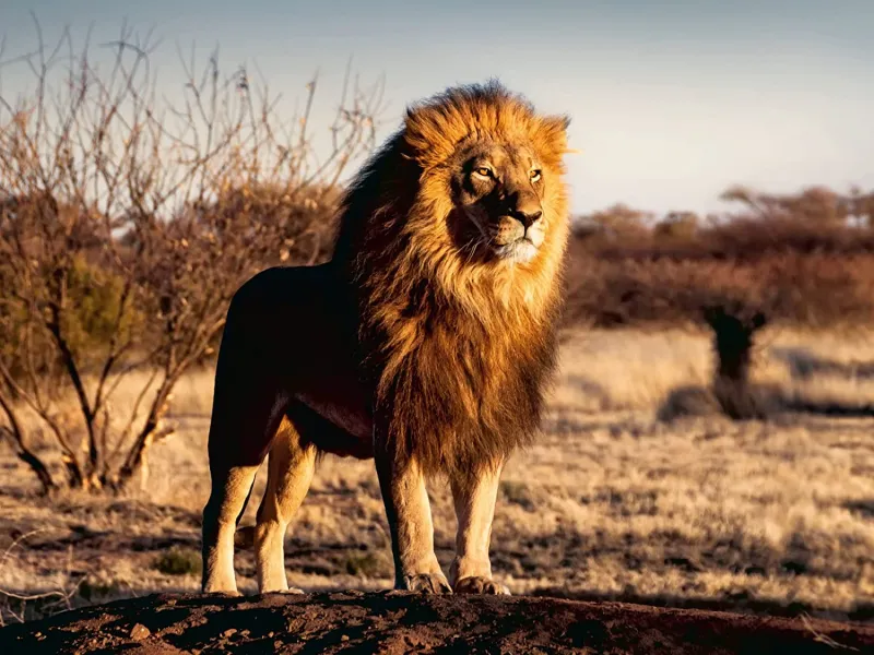 Lion