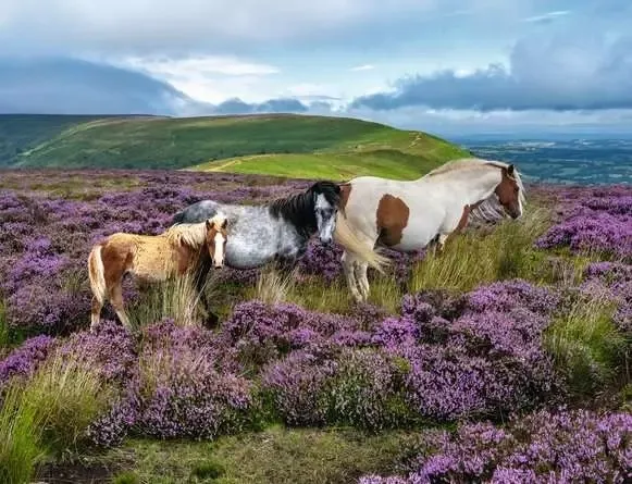 Chevaux Sauvages Dans La Lande
