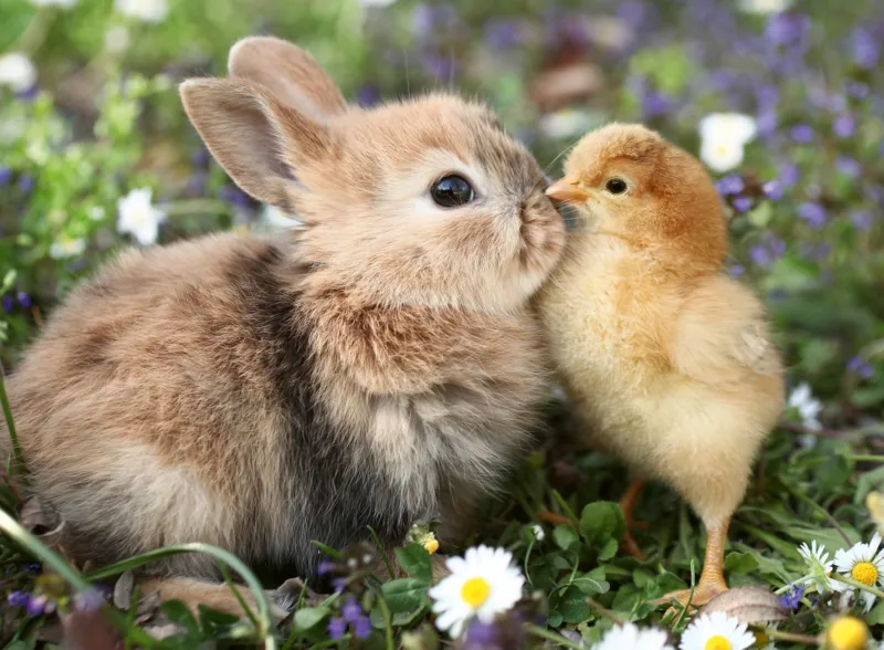 Lapin et Poussin