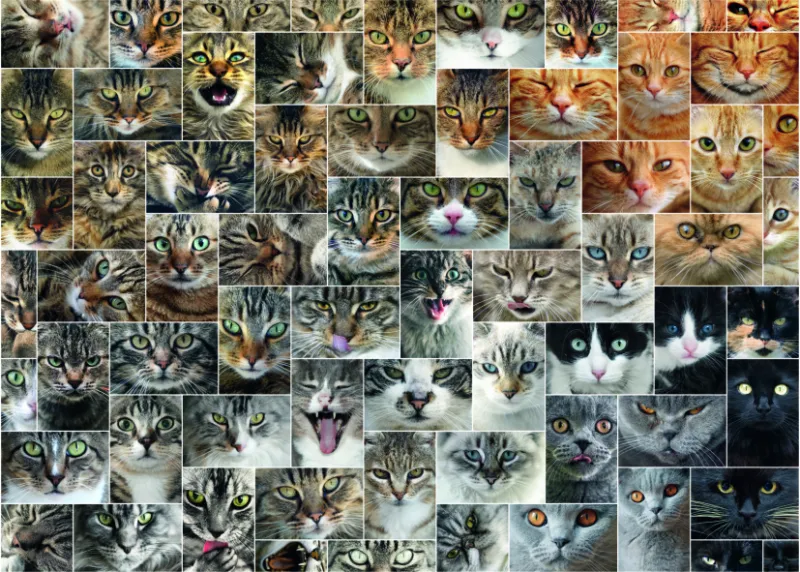 Collage - Chats