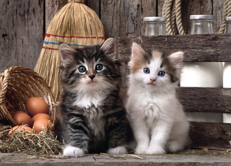 Adorables Chatons
