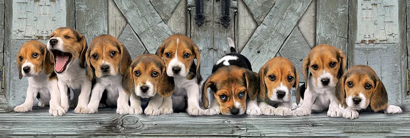 Les Beagles