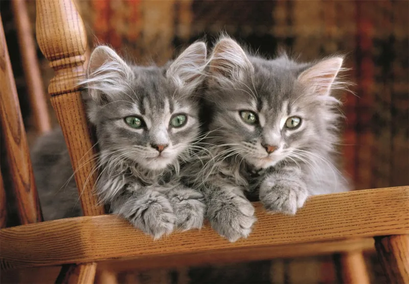 Chatons