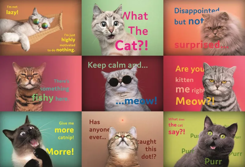 Drôles De Visages De Chats