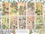 Botanicals by Verneuil